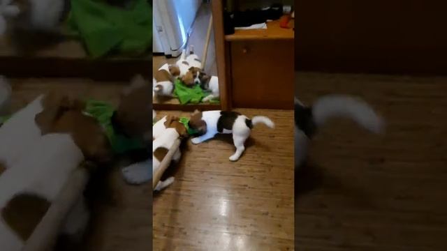 Щенки Джек Рассел помогают мыть пол