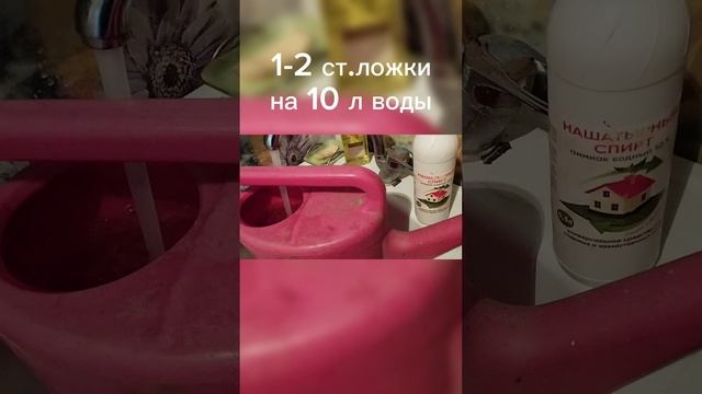 Первая весенняя подкормка