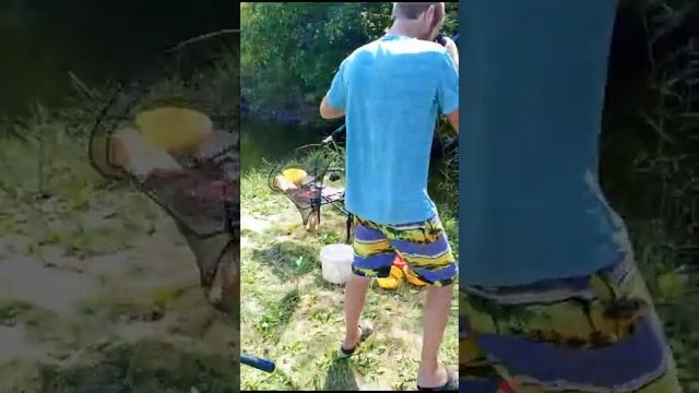 ловим карпа на коммерческом водоёме #карп #фидер