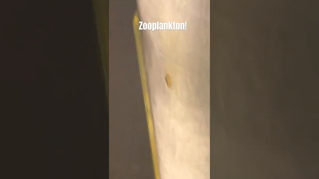 Zooplankton- I Fresh Water Copapod #microscopy #microscope