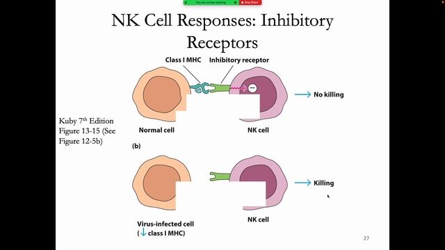 Immunology Fall 2021: Lecture 29 NK Cells