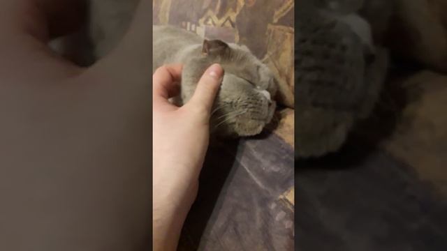 Кот скотиш фолд- флегматик