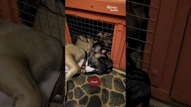 Бонька пришла на свидание к Бучке