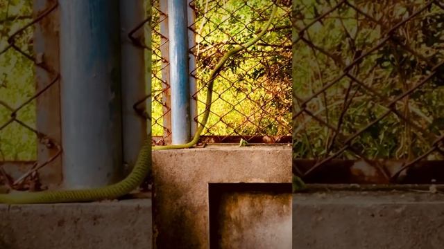 Nagaraja змея пришла #snake #змея #дикаяприрода #тайланд #thailand #snake