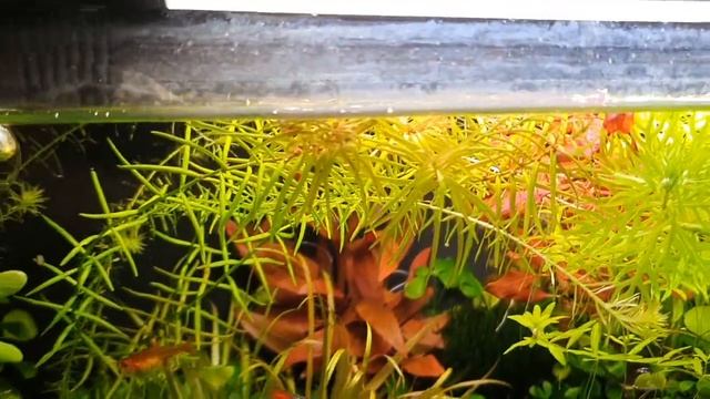 Три недели не подходил к аквариуму. Аквариум Xiaomi Mijia Smart Fish Tank MYG100