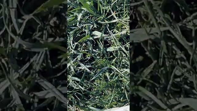 первая щука на микроджиг