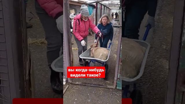 вот такие способы мы применяем, чтобы разгулять собаку 😄 Люська трус, сама ходить отказывается