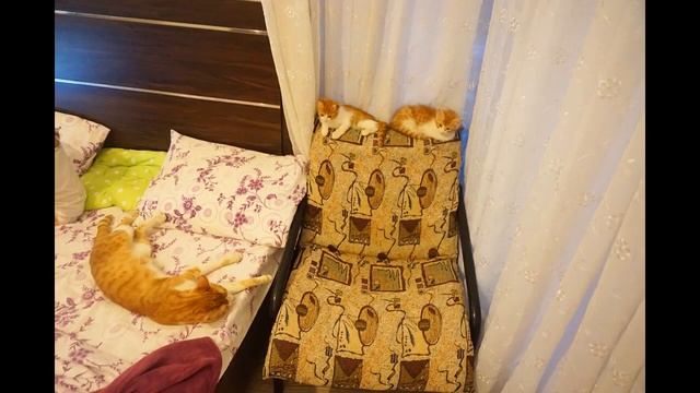 Сонное кото - царство  (фотоальбом)