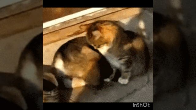 InShot_20241228_170515405.mp4