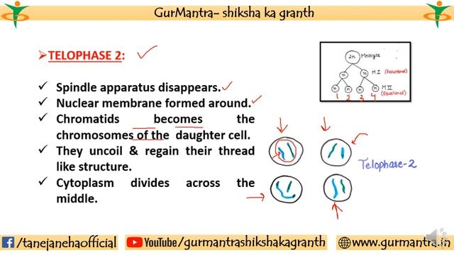 MEIOSIS 2 | PROPHASE 2| METAPHASE 2| ANAPHASE 2| TELOPHASE 2 | CELL CYCLE