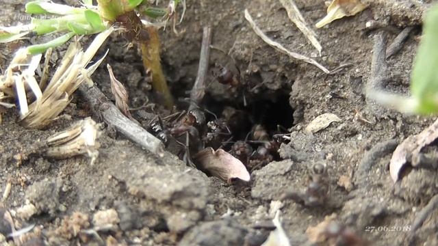 Messor Cf. Structor оранжевая морфа