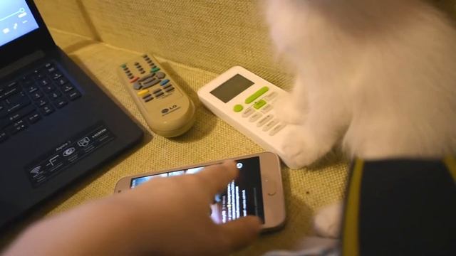 Смешная кошка и телефон/Funny Cat And Phone