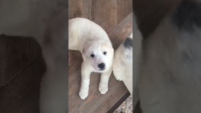 Щенок Алабая (Белая Шахиня)