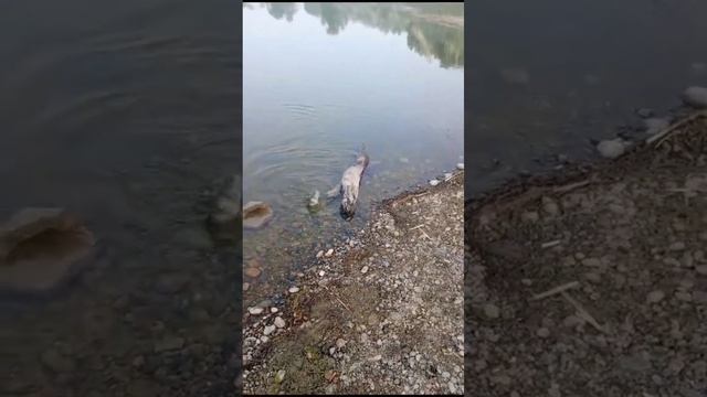 не знаю почему местные спиннингисты не любят фиолет