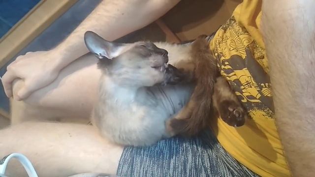 Грация пантеры - гибкий позвоночник)) Или Лайфхаки от чистоплотной кошечки