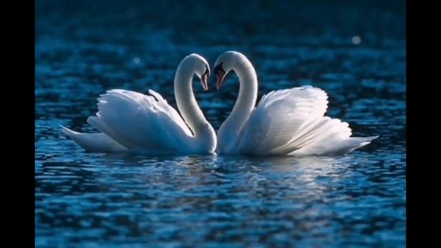 Юлия Романовская и Юрий Никитюк -В унисон