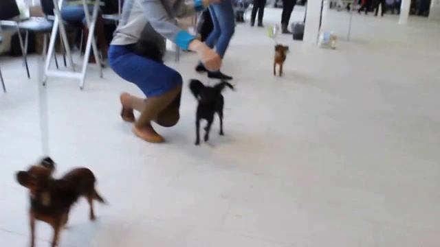 ЛПП д\ш сравнение