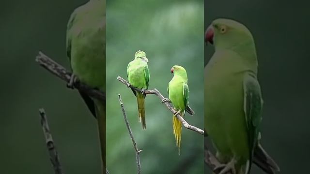 cute birds❤️#bird #birdlovers #birdphotography #birdphoto #lover #love #story #pyaar #parot#kissing