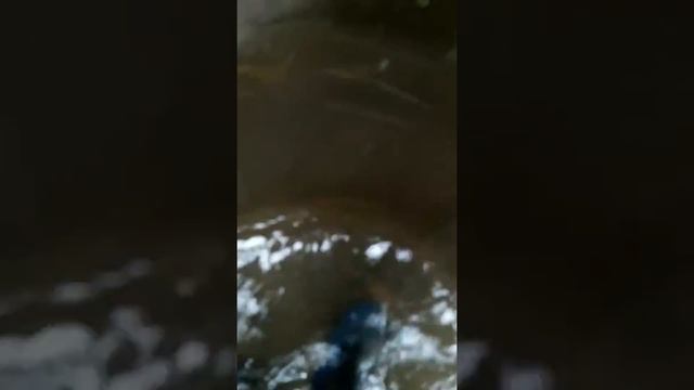 Затопили Благовещенск