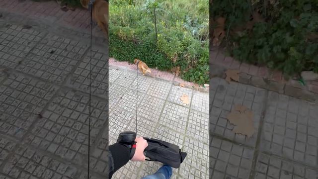 ❌ Transform Your Dog Walks With The Magic Of Our Retractable Wrist Leash.#Pet #fypシ 💥 Jogpaw.com 💥