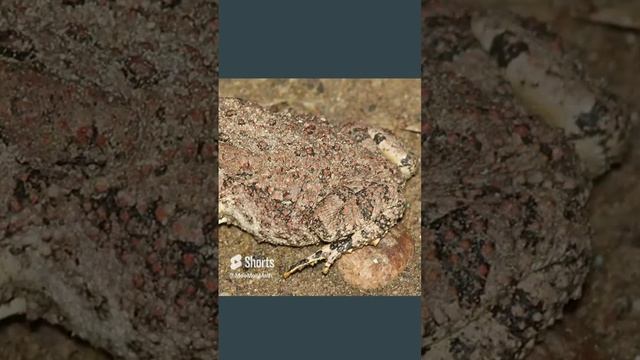 Frogs,Salamanders,Newts,and Toads,Caecilians