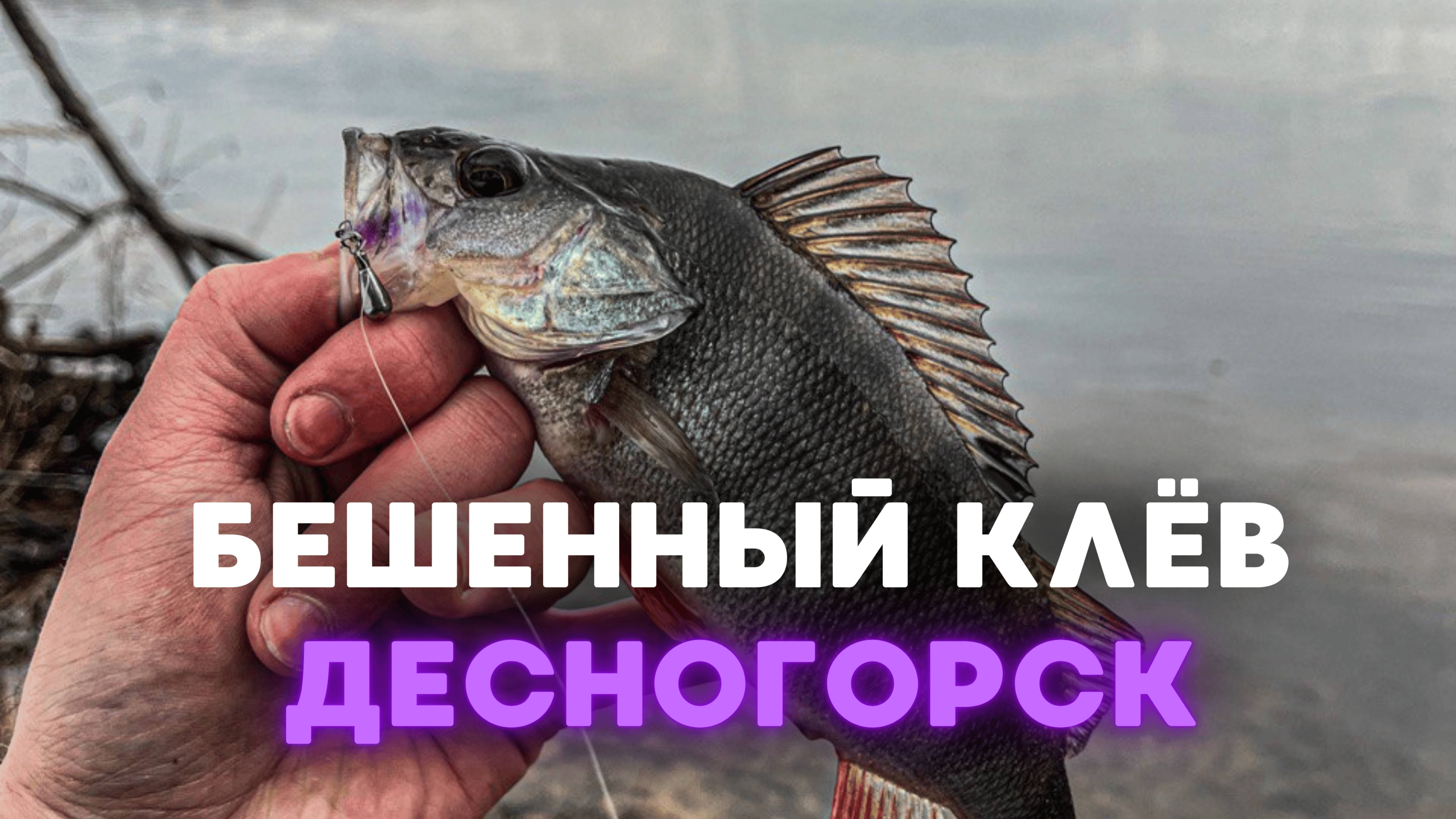 Окунь в деле: Десногорский безлимитный клёв