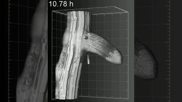 Daniel Von Wangenheim - Arabidopsis Lateral Root Grows Out Of The Primary Root