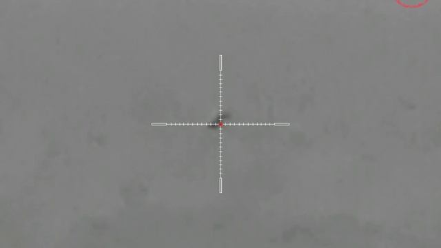 Зимняя енотовидная собака