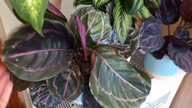 🍀🌿☘ БОЛЬШОЙ ОБЗОР (100+) комнатных растений  2ч.🍀🌿☘