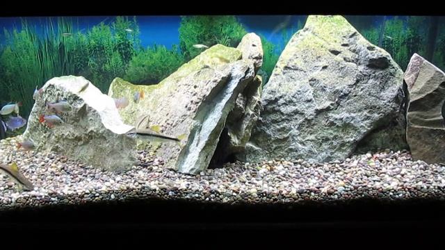 A Start On A School Of Black Neon Tetra 2-17-23