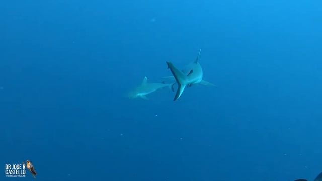 Ac07440e99859a77e26399c5847053e6