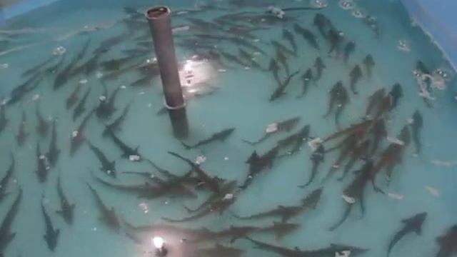 УЗВ без Барабанника.Итоги 6 месяцев.