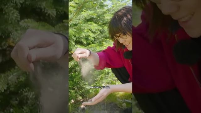 Why dying forests could be good news