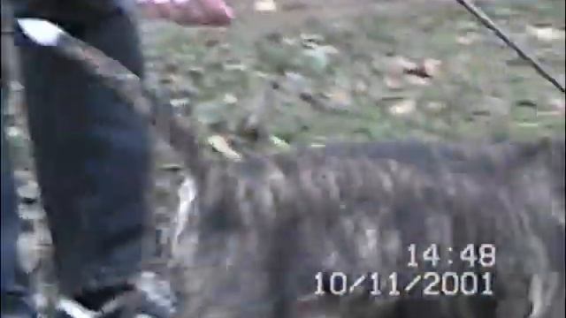 AgaJarisTokayBudenniy 10nov2001