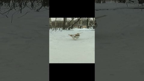 Белла - северный олень 🦌🧑🎄❄️