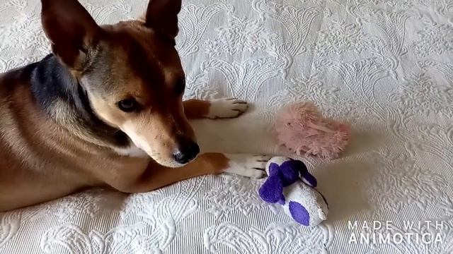 Пёсель поёт и реакция моих собак на игрушки