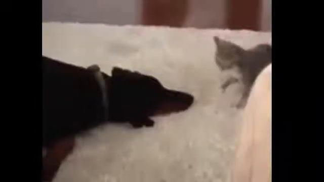 Молодой кот пытается разозлить большую собаку не боясь ее. Cat And Dog