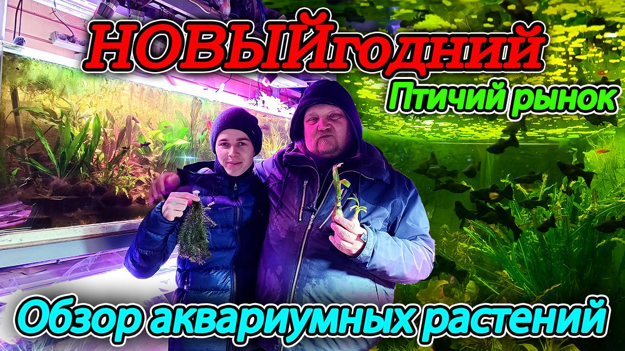 Птичий рынок 2024 всё...