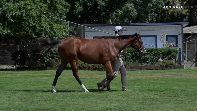 Lot 57 Needs Further X Isn't Life Strange Filly From Armidale Stud