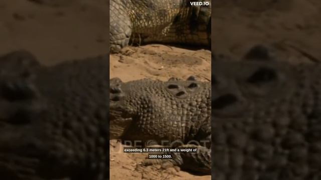 The Saltwater Crocodile 🐊