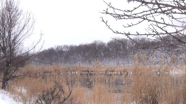 Прогулка в Нескученский лес. Зима 2019.