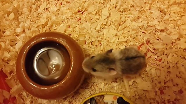 Хомячки джунгарики