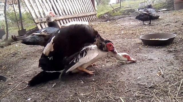 Утиная любовь..