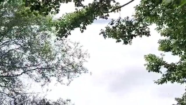 Гулял утром в сосновом бору