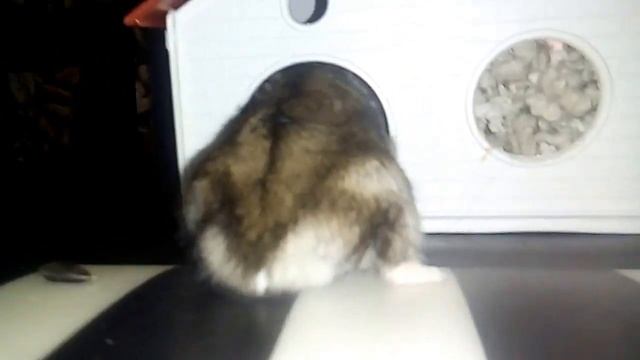 Хомяк на прогулке