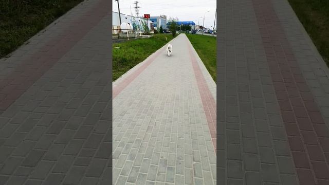 Прогулка Самоед Юки