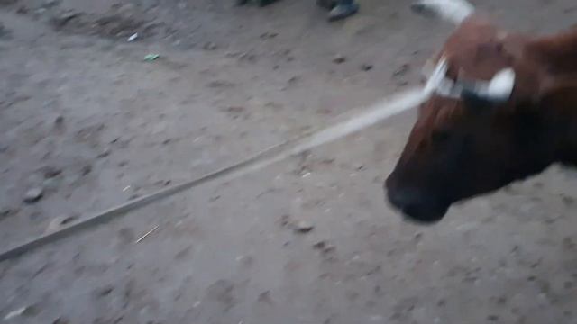 ONA BOLA SIGIR VA BUG‘OZ SIGIR NARXLARI BUXORO G'IJDUVON MOL BOZOR NARXLARI YANGI NARXLARI 5.01.202