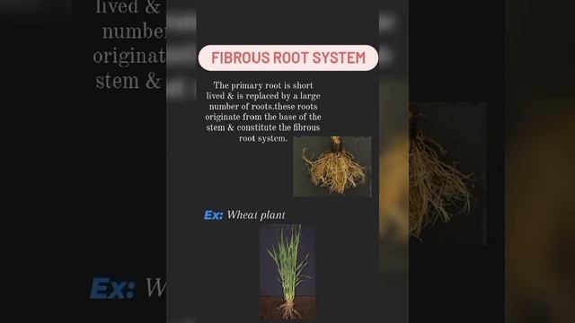 Types Of Root System (pure NCERT) For NEET Aspirants.