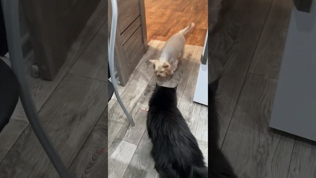 Двойная кража😁❗️смотреть до конца #кот #домашниеживотные #собака