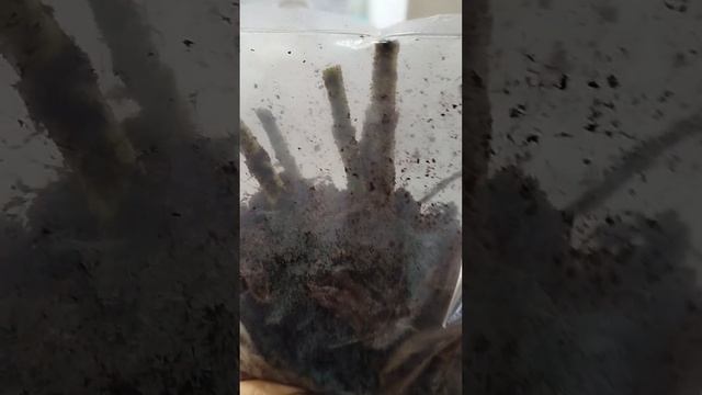 8d90d8545994f1f9fd8e56df3fbed623